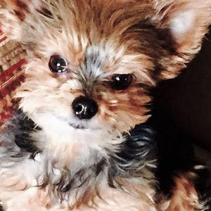 Meet your Posher, Pamela